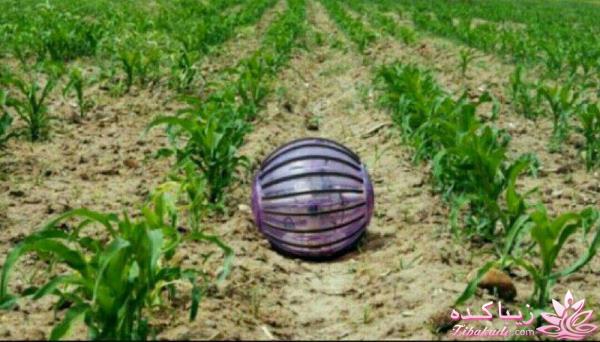 گیاهان آپارتمانی 